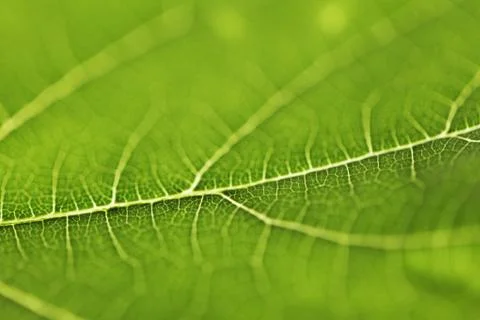 Green leaf texture Stock Photos