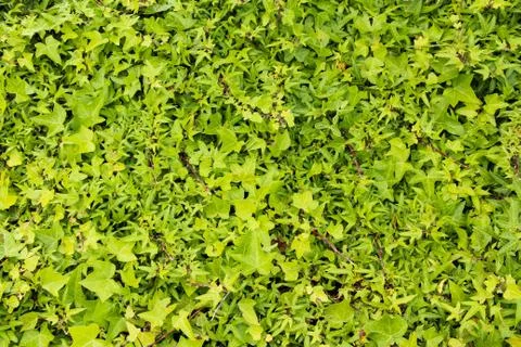 Green leaf texture Stock Photos