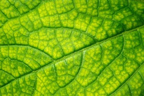 Green leaf texture Stock Photos