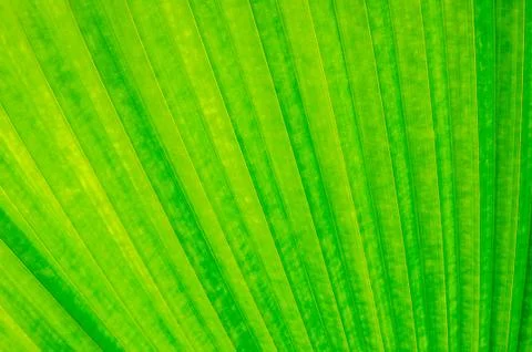 Green  leaf texture Stock Photos