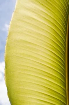 Green leaf texture Stock Photos
