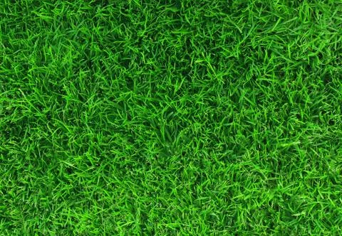 Green leaf texture Stock Photos