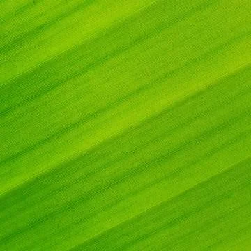 Green leaf texture Stock Photos