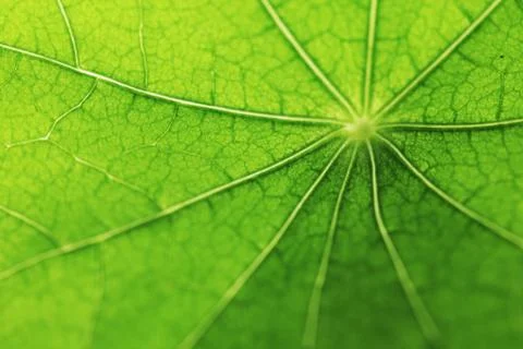 Green leaf texture Stock Photos