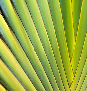 Green leaf texture Stock-Fotos