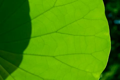Green Leaf Texture Stock Photos
