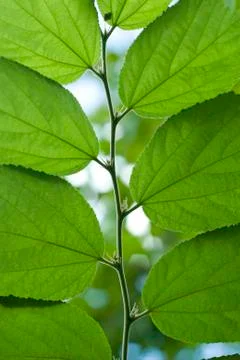Green Leaf Texture Stock Photos