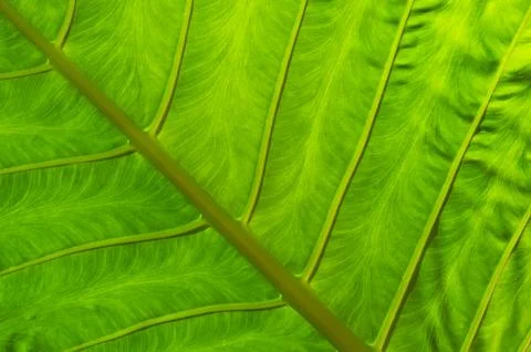 Green Leaf Texture Stock Photos