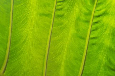 Green Leaf Texture Stock Photos
