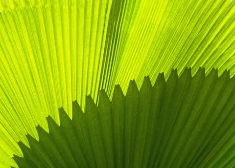 Green leaf texture Stock Photos