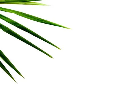 Green leaf texture Stock Photos