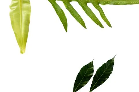 Green leaf texture Stock Photos