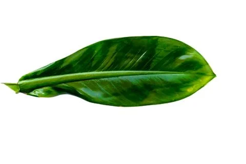 Green leaf texture Stock Photos