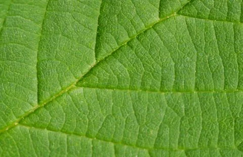 Green leaf texture Stock Photos
