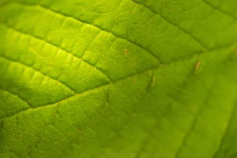 Green leaf texture Stock Photos