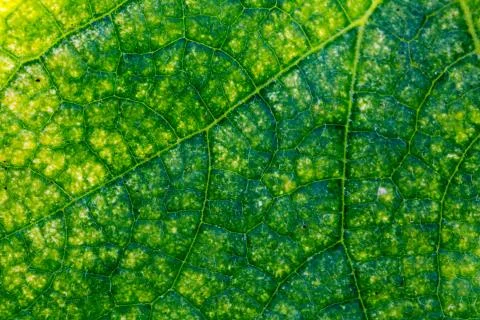 Green leaf texture Stock Photos