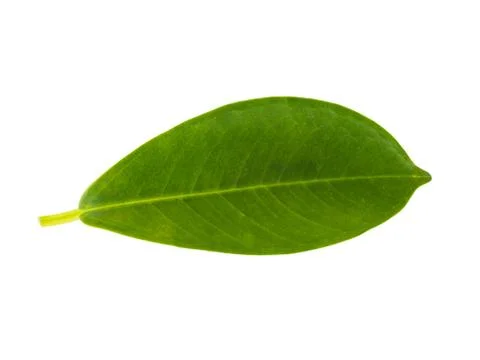 Green Leaf Texture Stock Photos