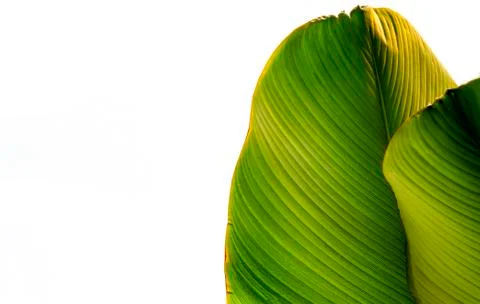 Green leaf texture Foto stock