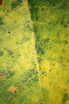 Green Leaf Texture Stock Photos