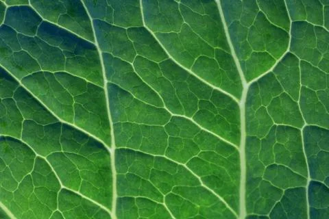 Green leaf texture. Stock Photos