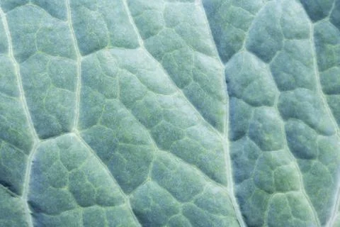 Green leaf texture. Stock Photos