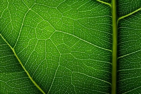 Green leaf texture. Stock Photos