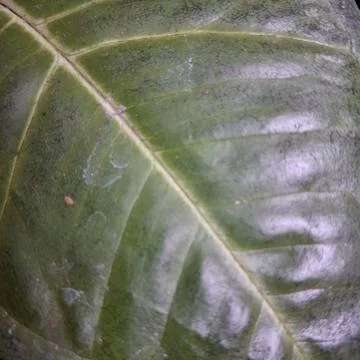 Green leaf texture Stock Photos