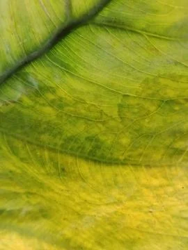 Green Leaf Texture Stock Photos