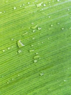Green leaf texture 스톡 사진