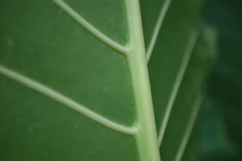 Green leaf texture of a plant close up 写真素材