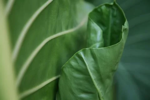 Green leaf texture of a plant close up Stock Photos