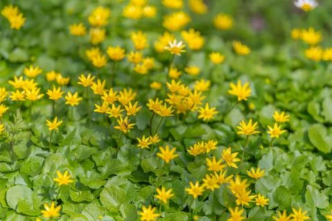Green leaf texture punctuated by yellow stars repeating motifs form organic p Stock Photos
