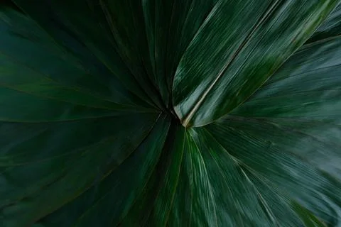 Green leaf texture with radial motion blur Stock Photos