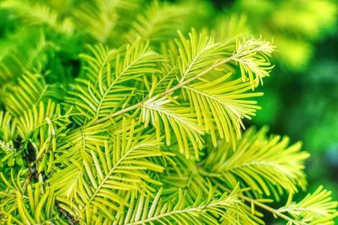 Green leaf texture of a redwoodtree Stock Photos