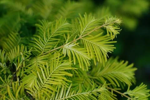 Green leaf texture of a redwoodtree Stock Photos