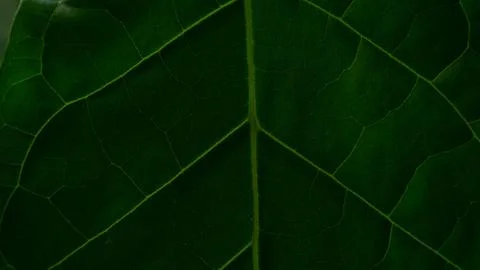 Green leaf texture, suitable as a background Stock Photos