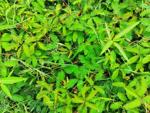 Green leaf texture suitable for the walpaper Stock Photos