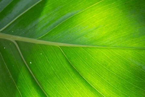 Green leaf texture through by light Fotos de archivo