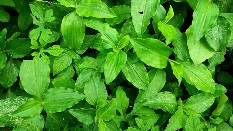Green Leaf Texture Videos Video stock 313038670