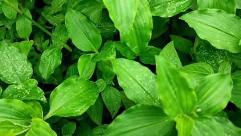 Green Leaf Texture Videos Video stock 313038685