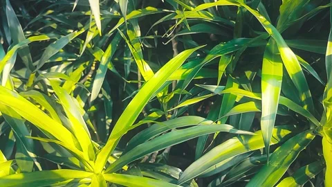 Green Leaf Texture Videos Video stock 313038686