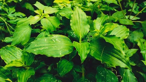 Green Leaf Texture Videos Video stock 313038772