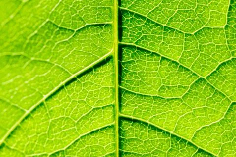Green Leaf Texture With Visible Stomata Covering The Outer Epidermis Layer Stock Photos