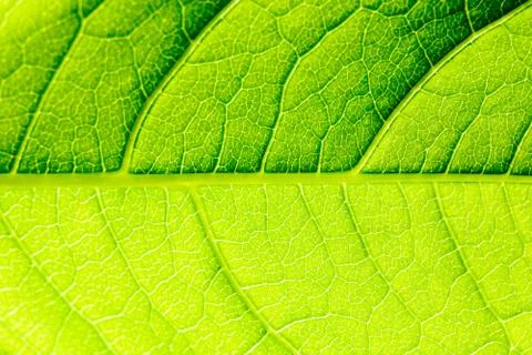 Green Leaf Texture With Visible Stomata Covering The Outer Epidermis Layer Stock Photos