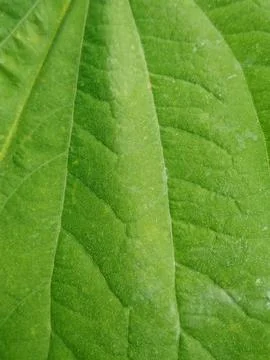 Green Leaf Texture with Visible Veins Stock Photos