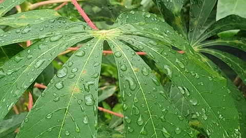 Green leaf texture with water droplets Stock Footage 329774618