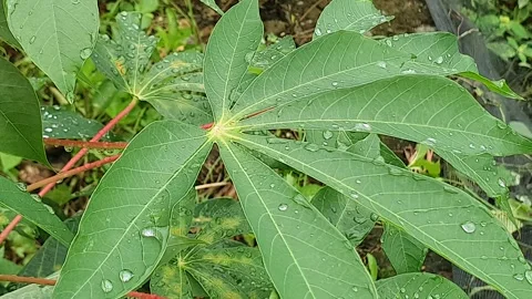 Green leaf texture with water droplets Stock Footage 329774626