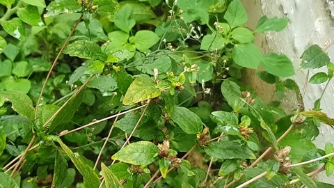 Green leaf texture with water droplets Video stock 329774627