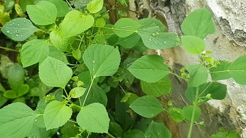 Green leaf texture with water droplets Stock Footage 329774860