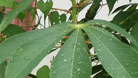 Green leaf texture with water droplets Stock Footage 329774863